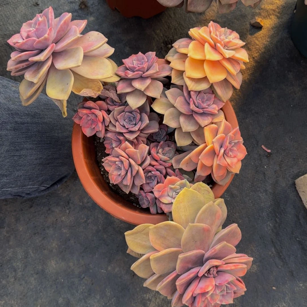 紫乐锦多肉植物0004