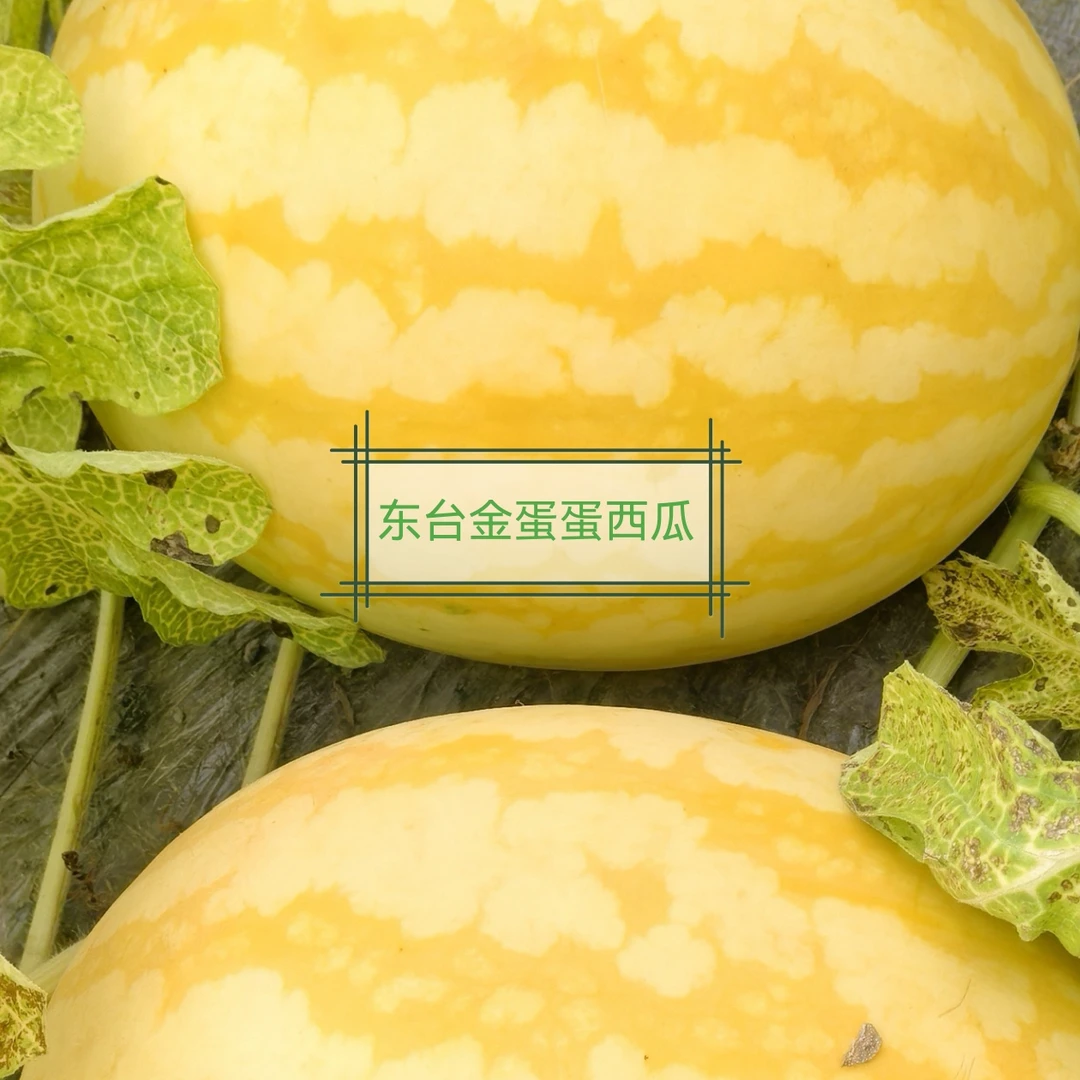 【顺丰包邮】东台产地新鲜黄皮红壤西瓜脆甜沙爽口农家种植现摘现发