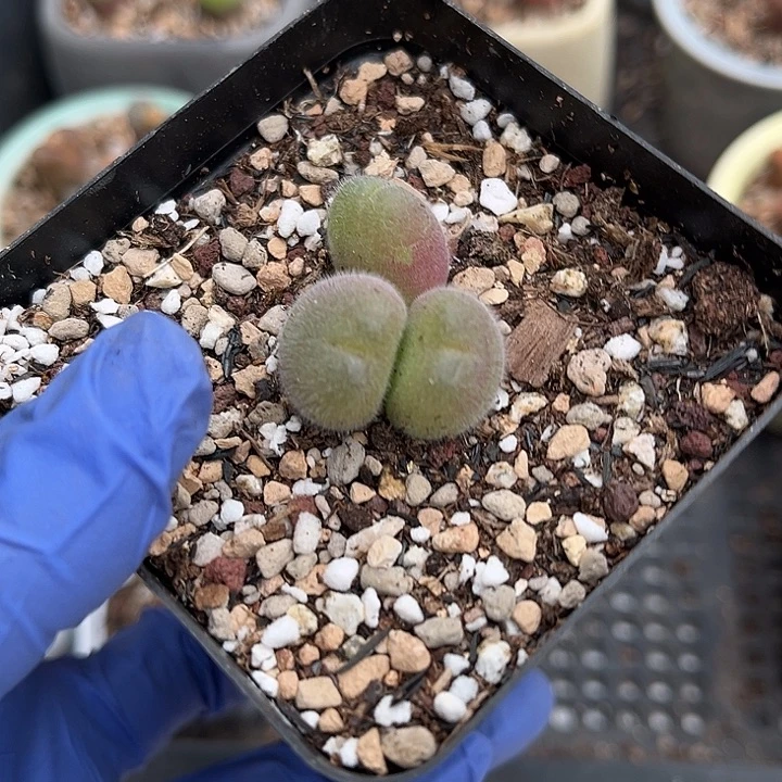 脱土发，满28包邮。三头毛翠滴