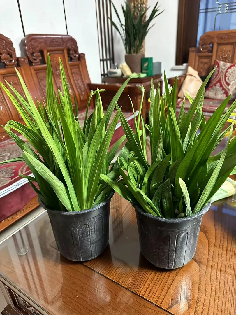 重瓣单混色大花香雪兰 一加仑大盆 香雪兰带花苞发货开花带香味