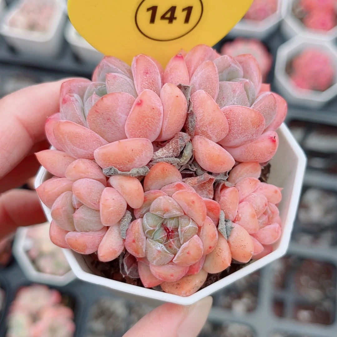 141号小老桩糖心群