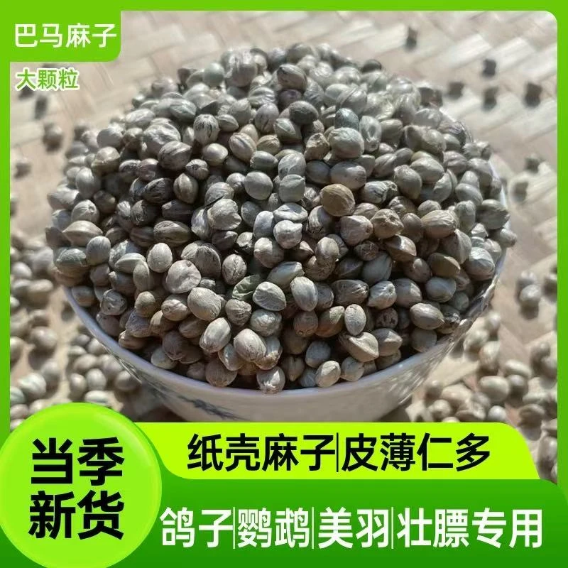 麻子鹦鹉粮火麻纸壳麻子大颗粒玄凤小太阳和尚牡丹新货带壳训练