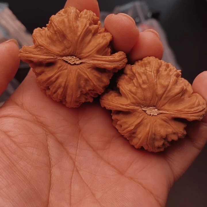 核桃白狮子45尺核桃