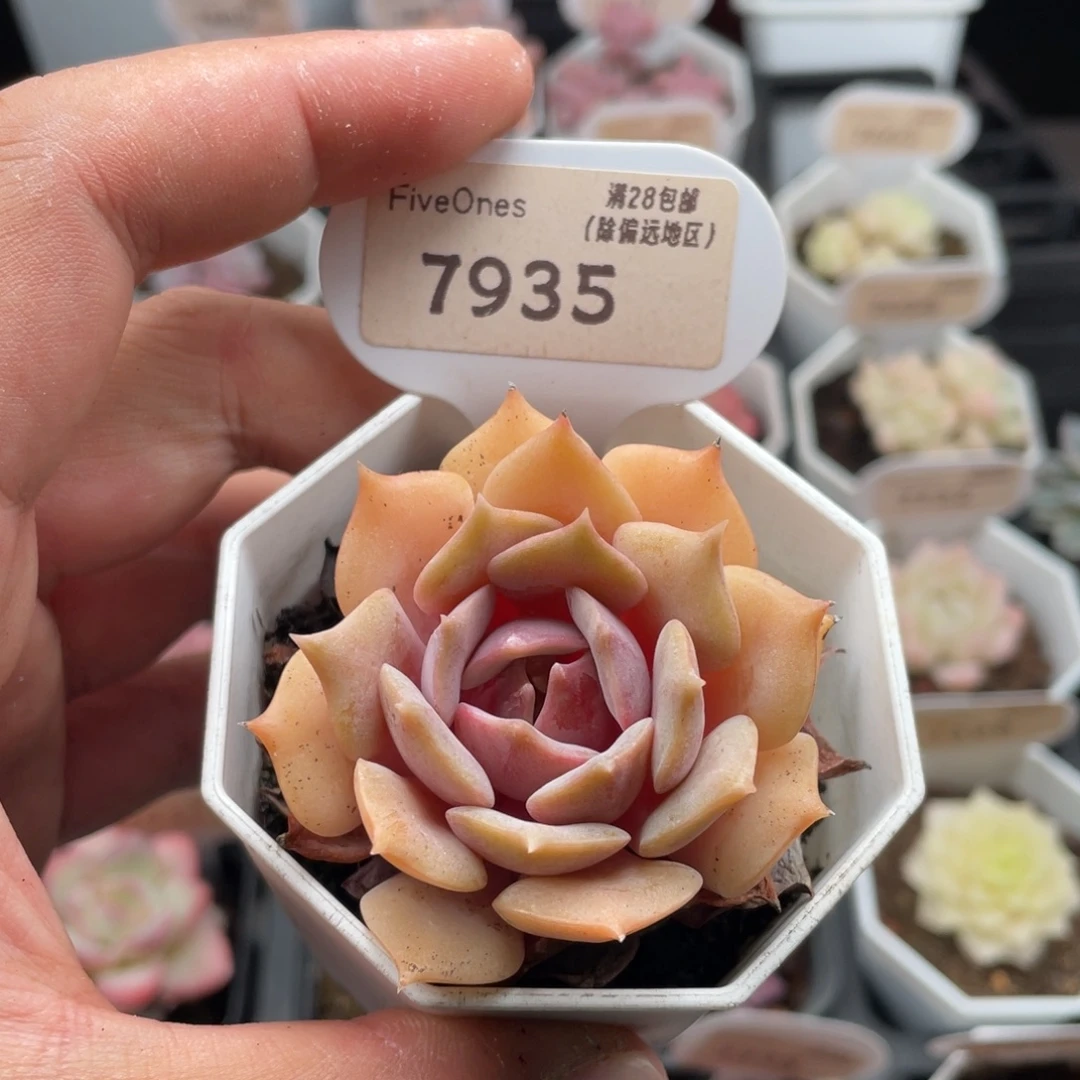 粉蝶7935-5.5厘米
