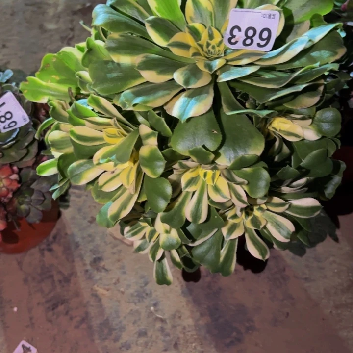 683辛尼亚多肉植物不售后