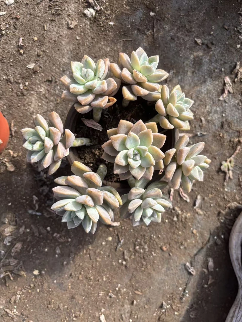 淡雪老桩多肉脱土发货净化空气好养易活