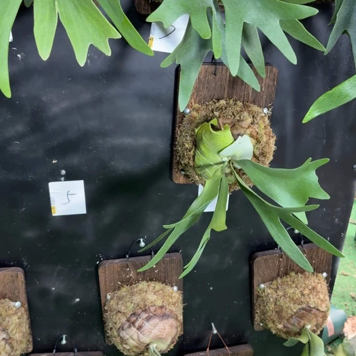 伪***n完全开放板植白月光