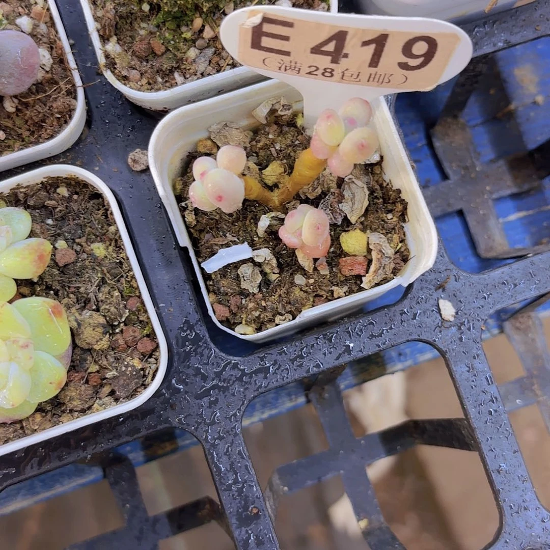 E419萤火虫奶酪一物一拍