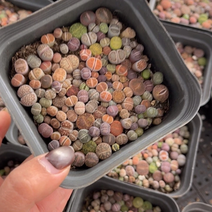 一盒彩混8888888888888