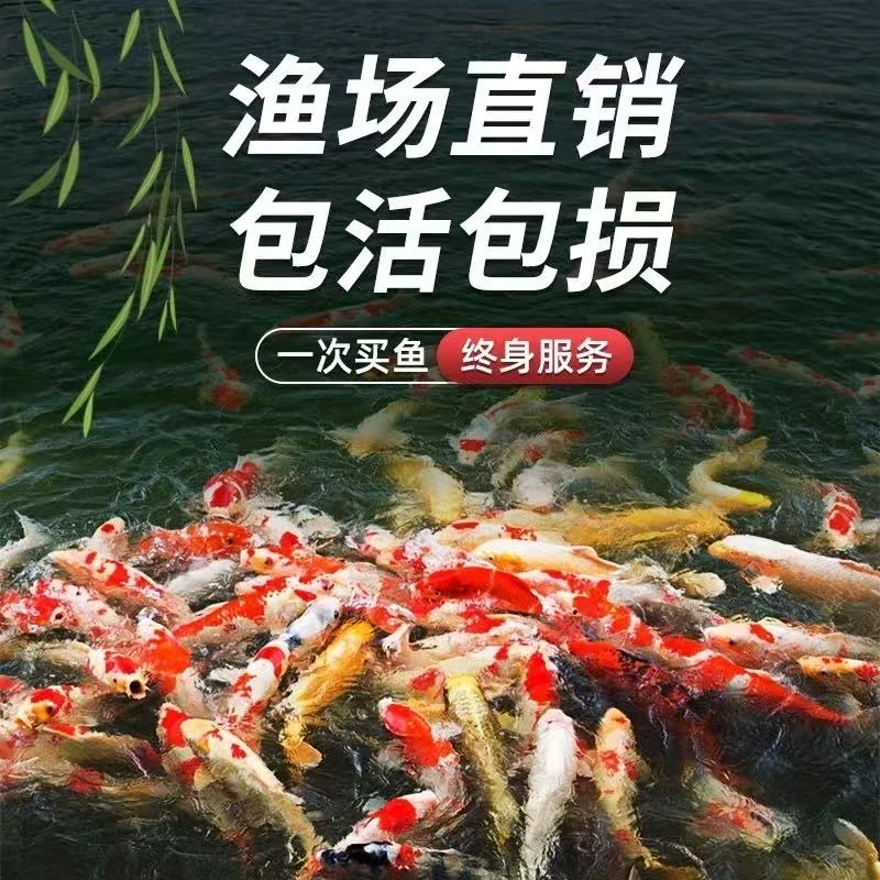 【七条装】10-15公分锦鲤蝴蝶鲤混搭随机发货