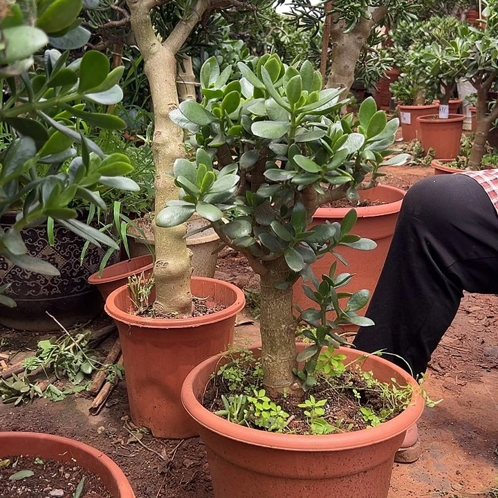 春***️大青苹果玉树一物一拍98链接