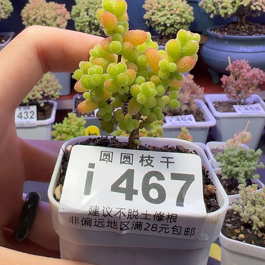 一****玩467金桔糖球一物一拍