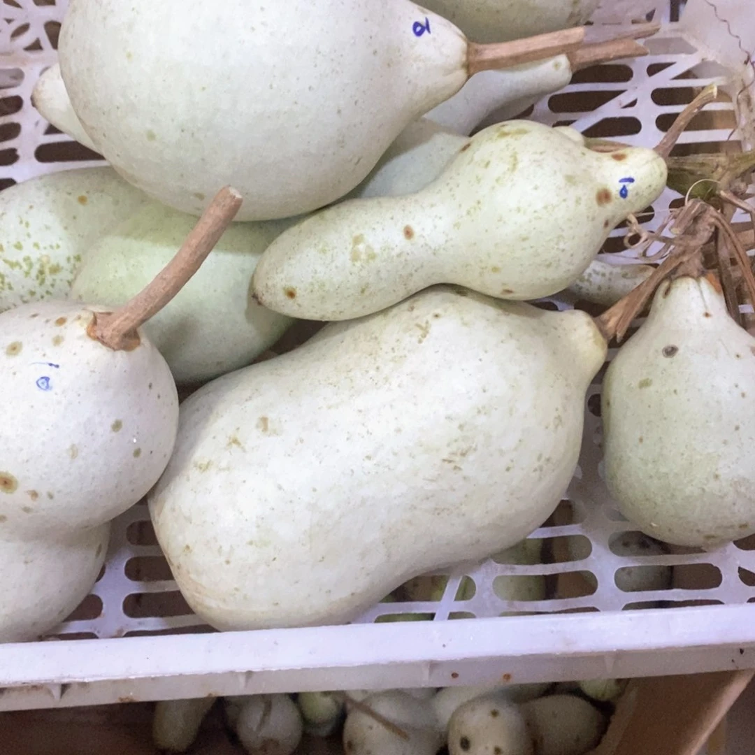 承*斋文玩葫芦青皮葫芦