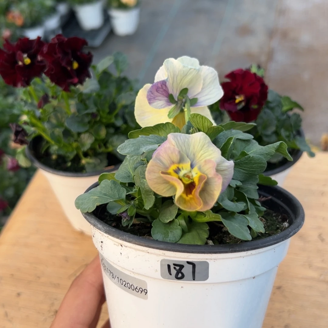 红陶抖音直播闪拍187