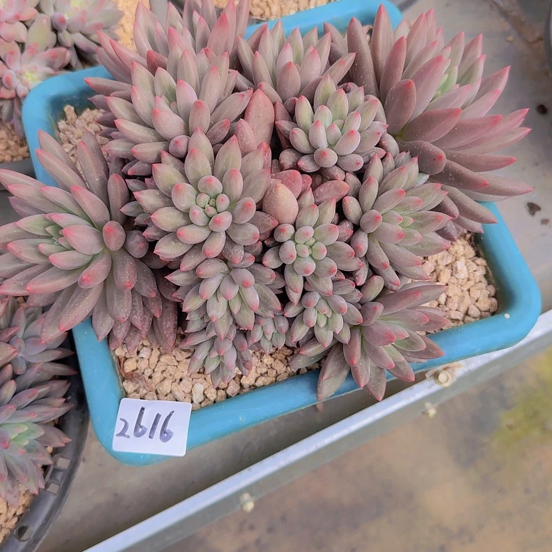 孔***金2616红蜻蜓多肉植物