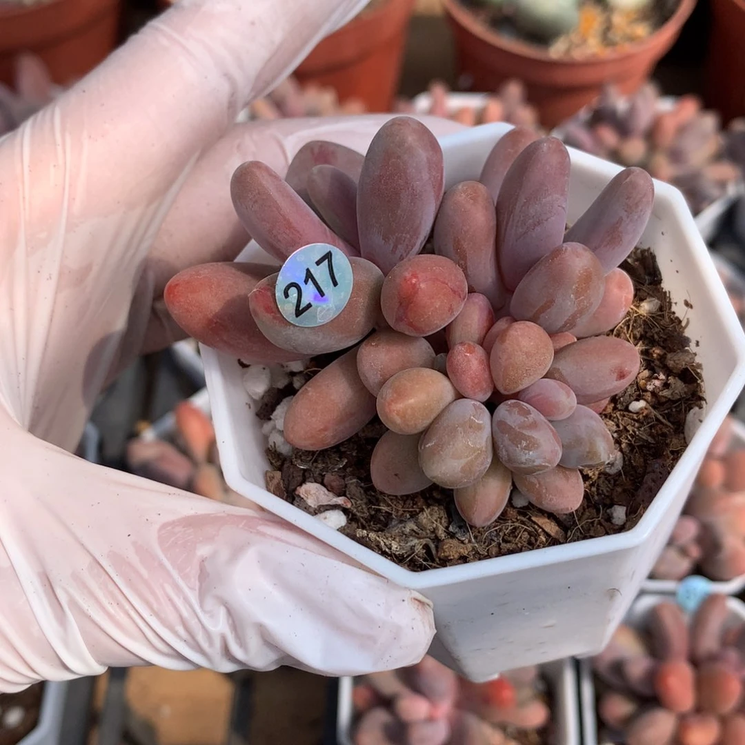 糖果红拉丝锦多肉217