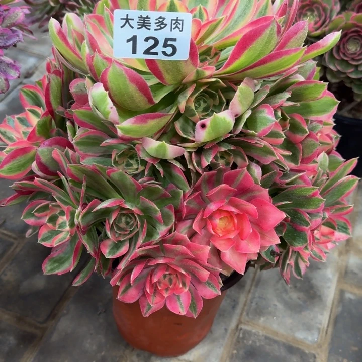 ༊****妖月捧花125肉肉