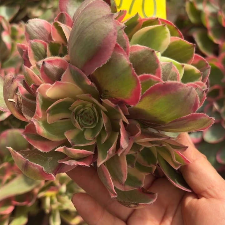 哈哈多肉植物福利来 070