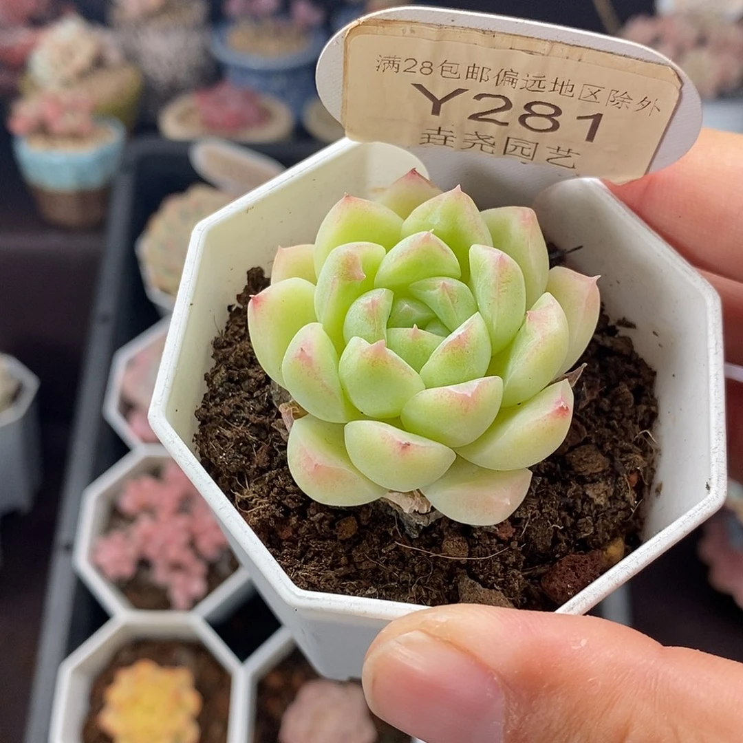 0281 白冰 单头 4cm
