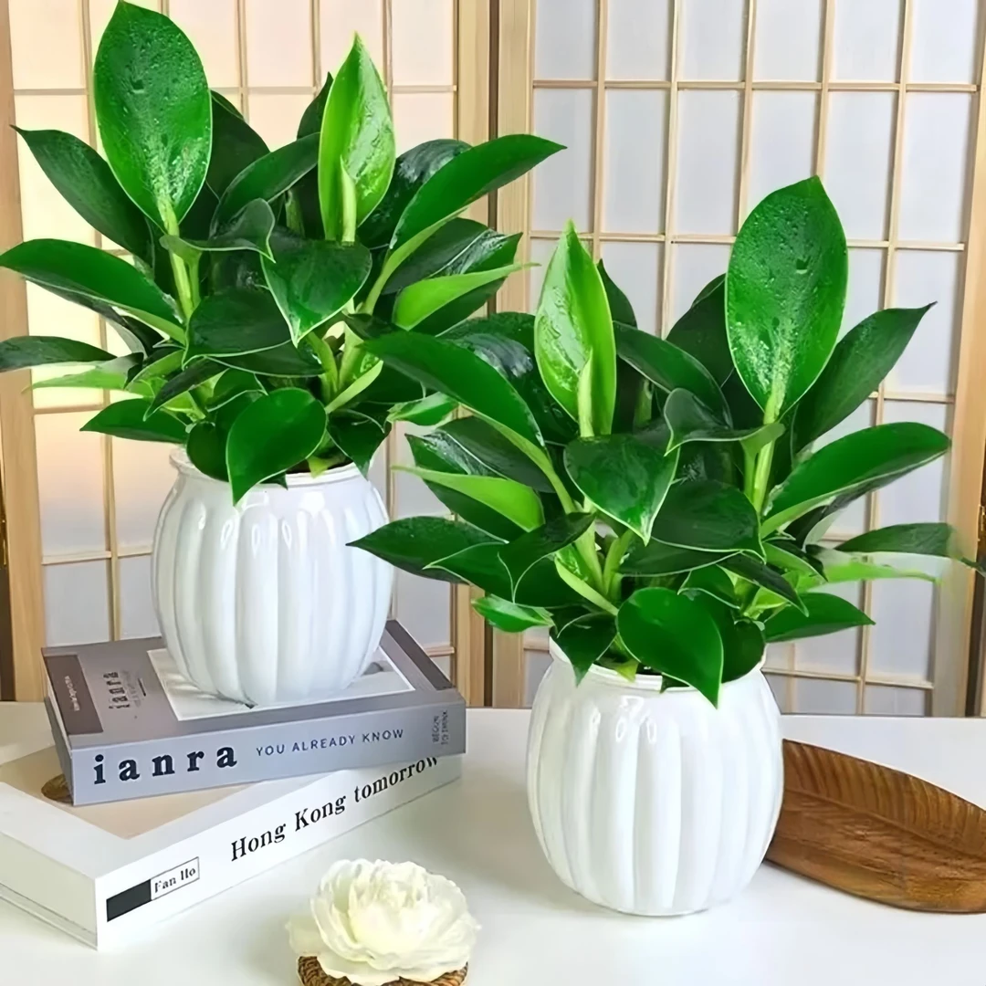 金钻绿公主四季常青水养水培绿植物特价办公室内桌面土培净化空气