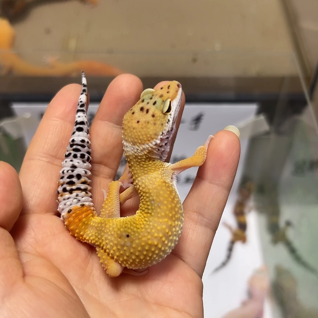 豹纹守宫豹纹守宫