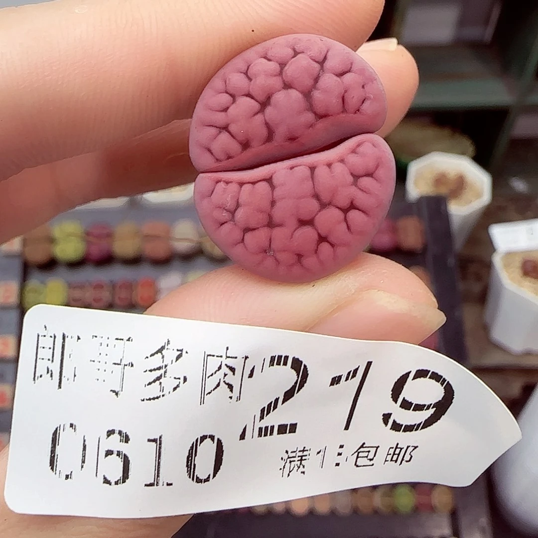 满18包邮0610-219