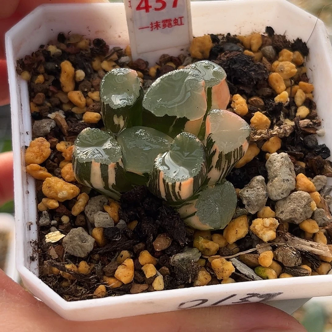 437山之翠万象锦福利福利