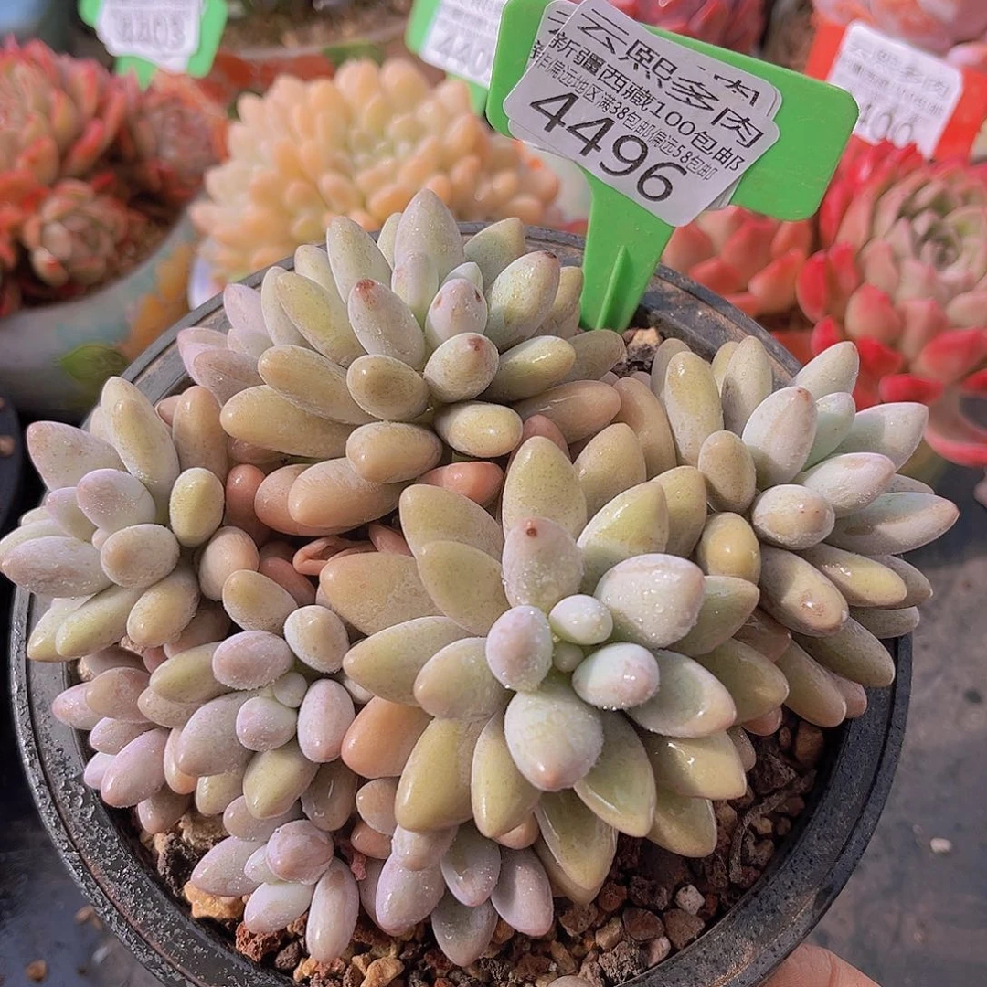 4496粉色恋人多肉植物