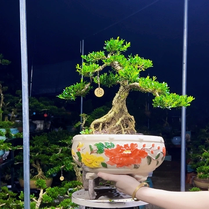 超***r无花朵黄杨木