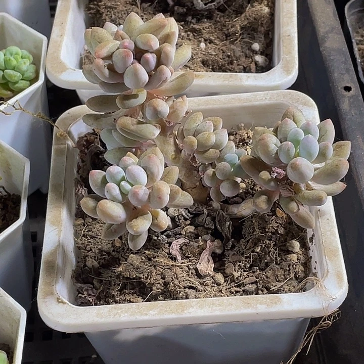 10方大婴儿手指群带哦土