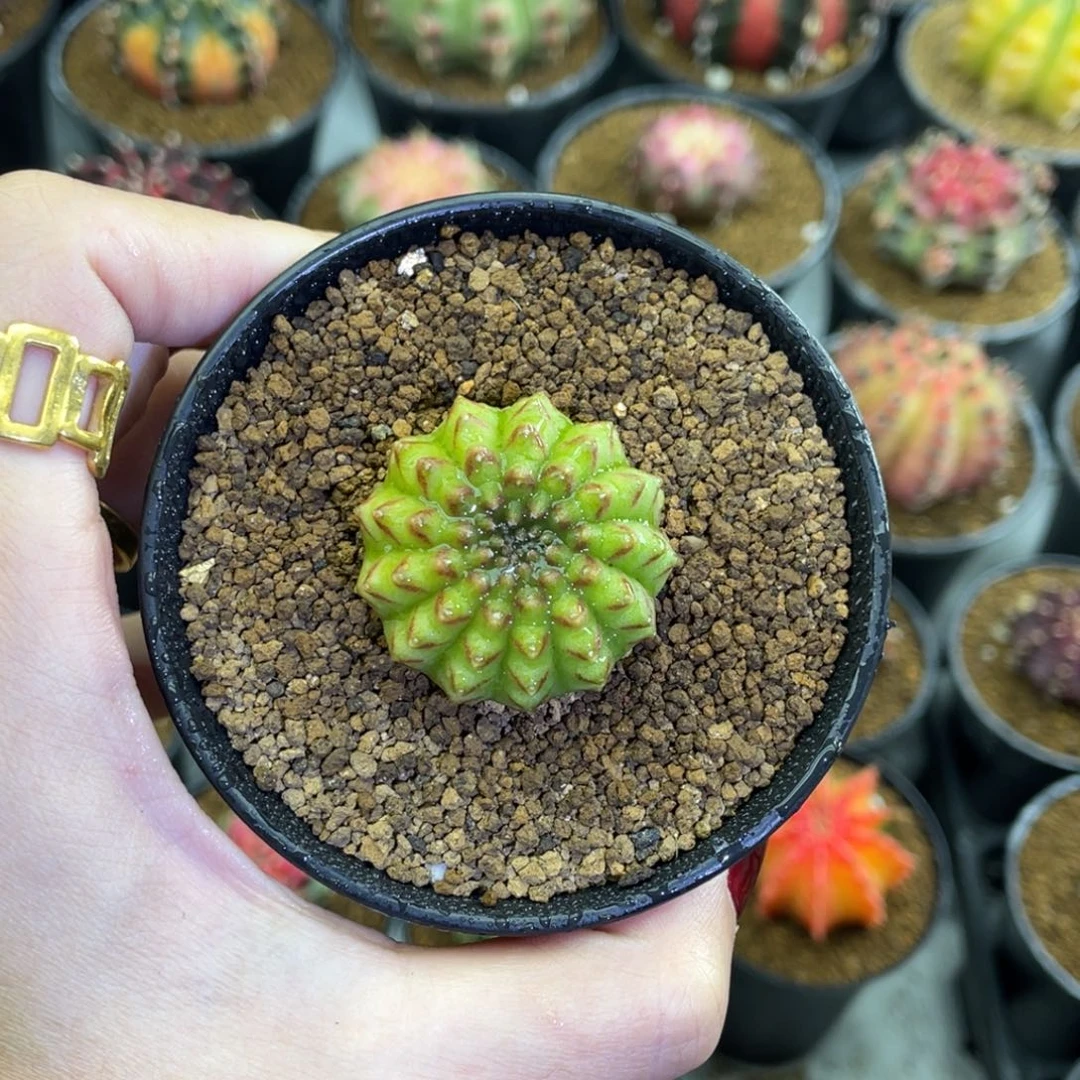 天*缘米哈星球0000000002