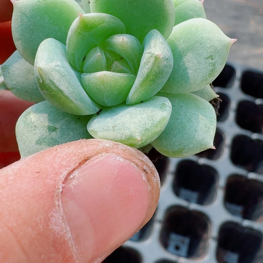 多肉杂交一物一拍14-126