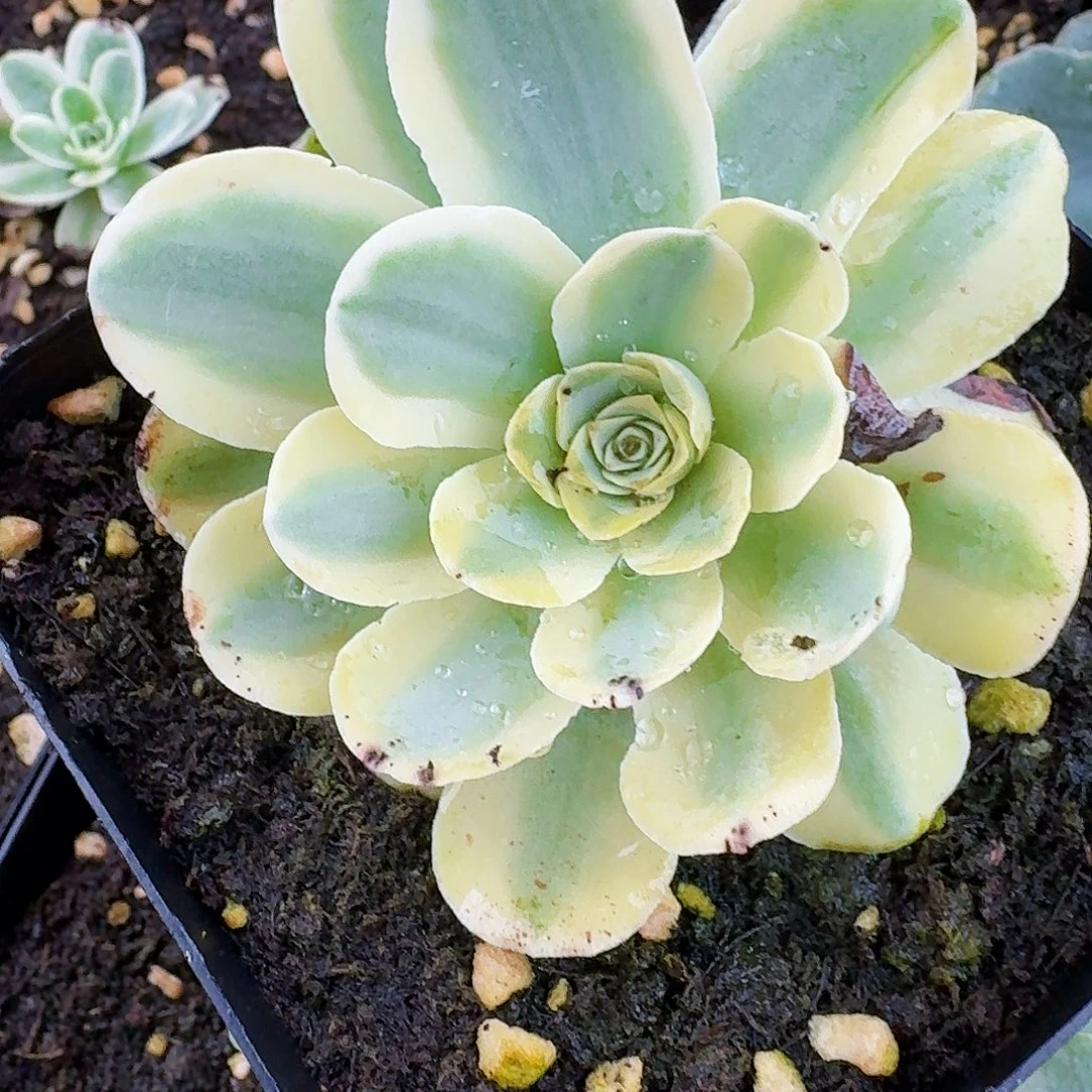 覆轮锦黄色生长期一物一拍