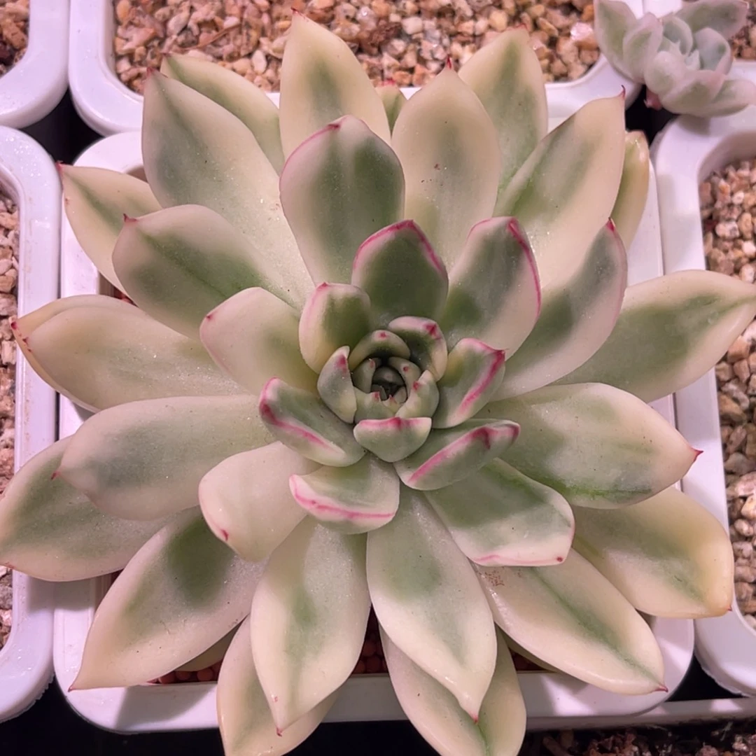 尚品特价落雁宽锦