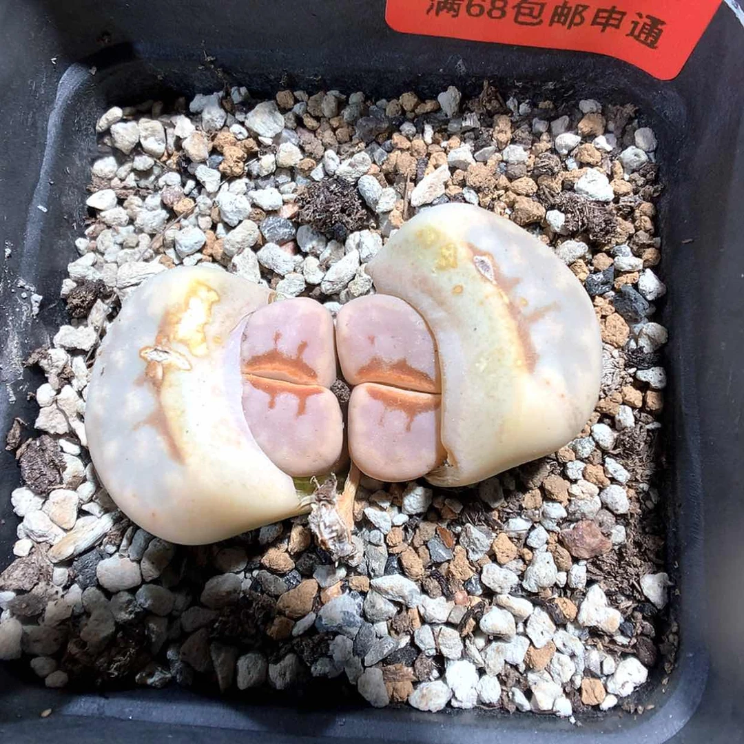 【闪购商品】3-9-55 热唇肉肉 25