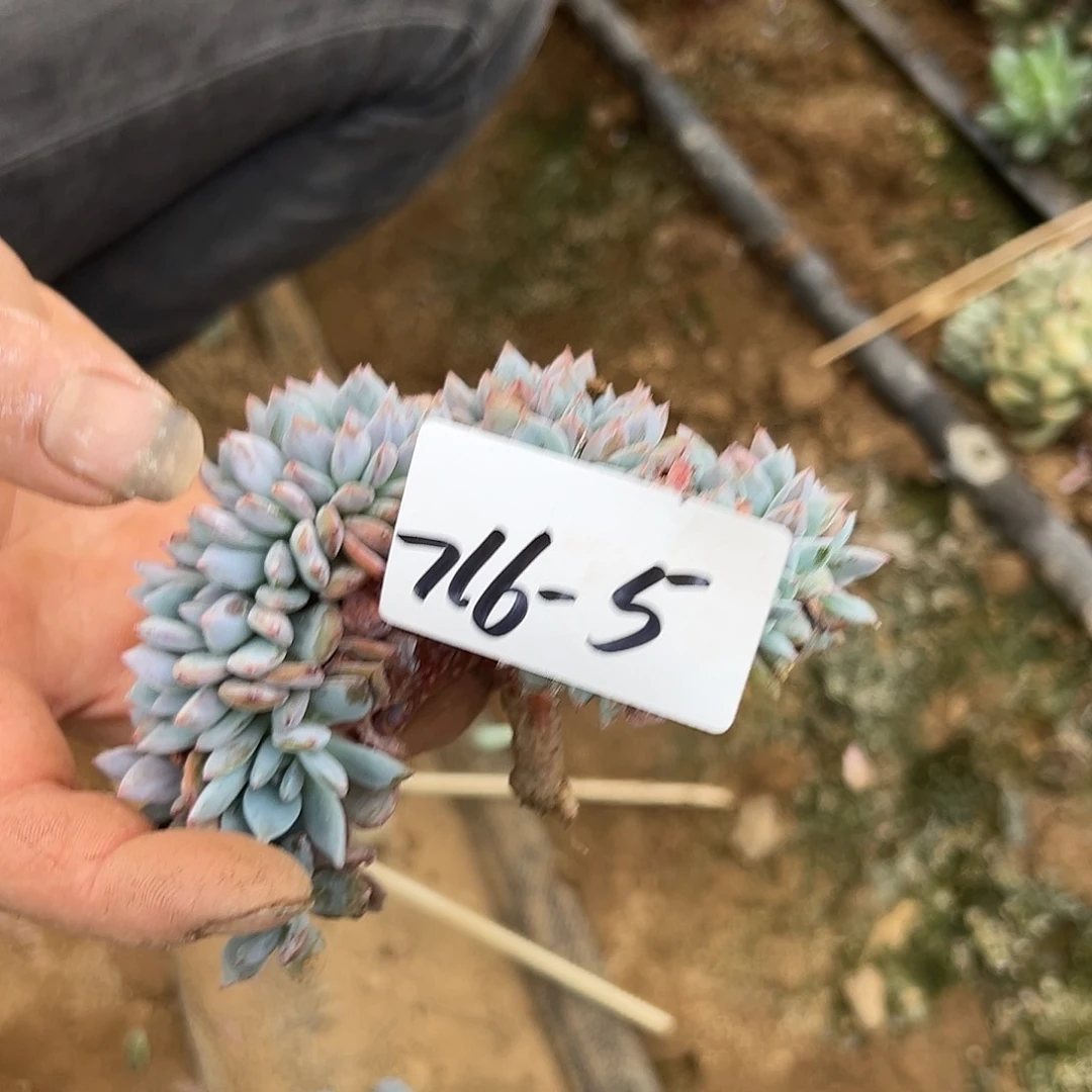 茹***716-5橙子缀多肉植物