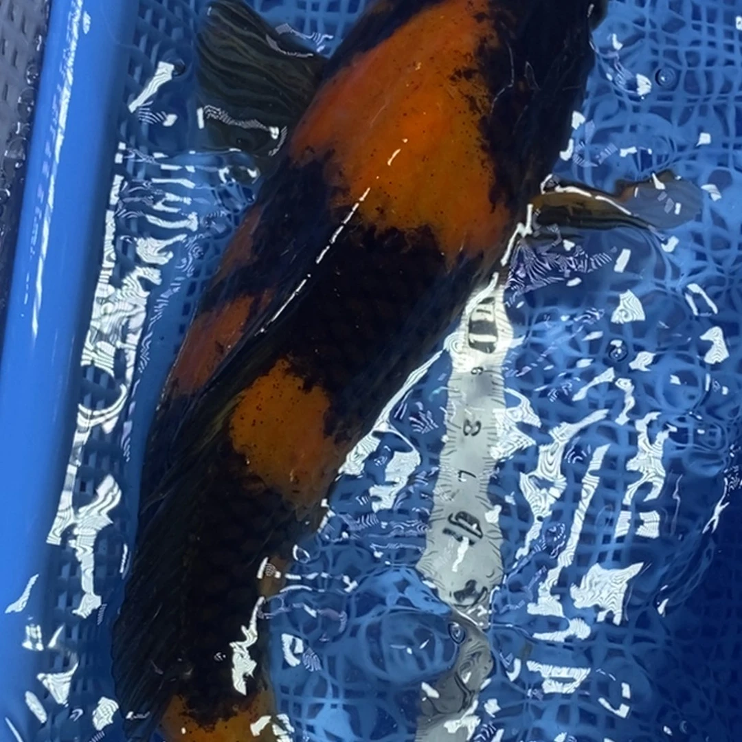 锦鲤冷水锦鲤包邮