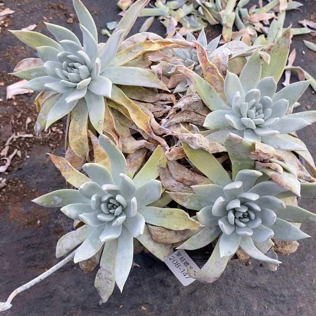 147号苹果叶大群呀