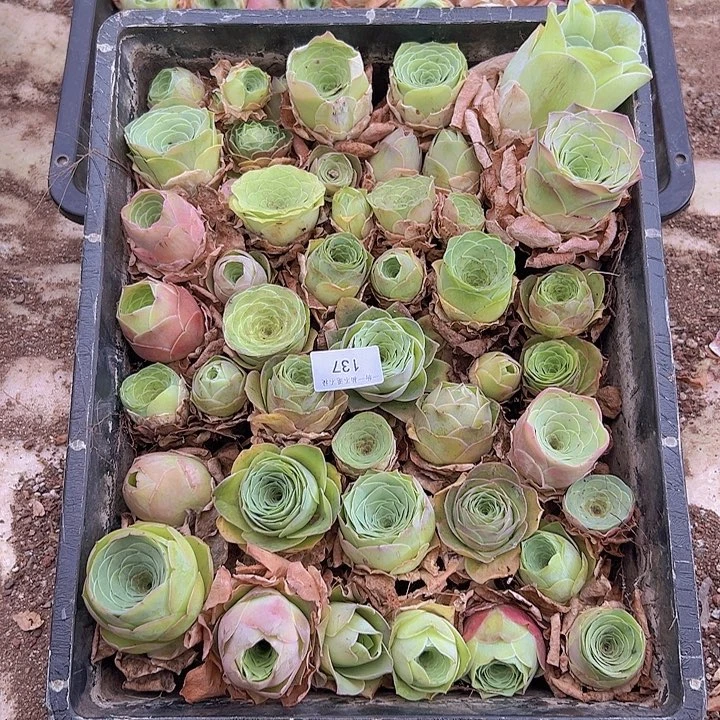 山地玫瑰多肉植物137