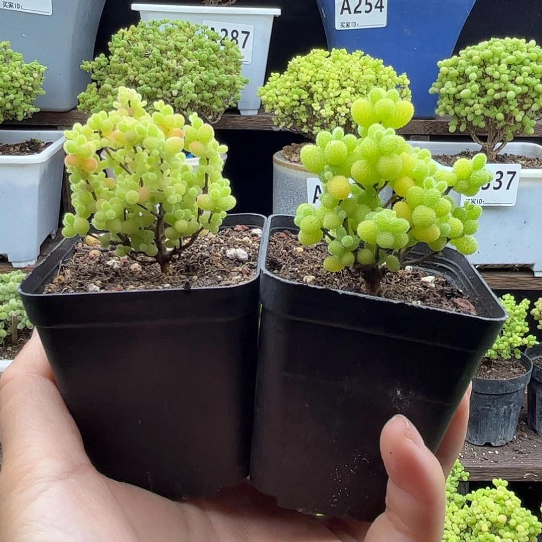葡***汁金桔优选枝干番杏
