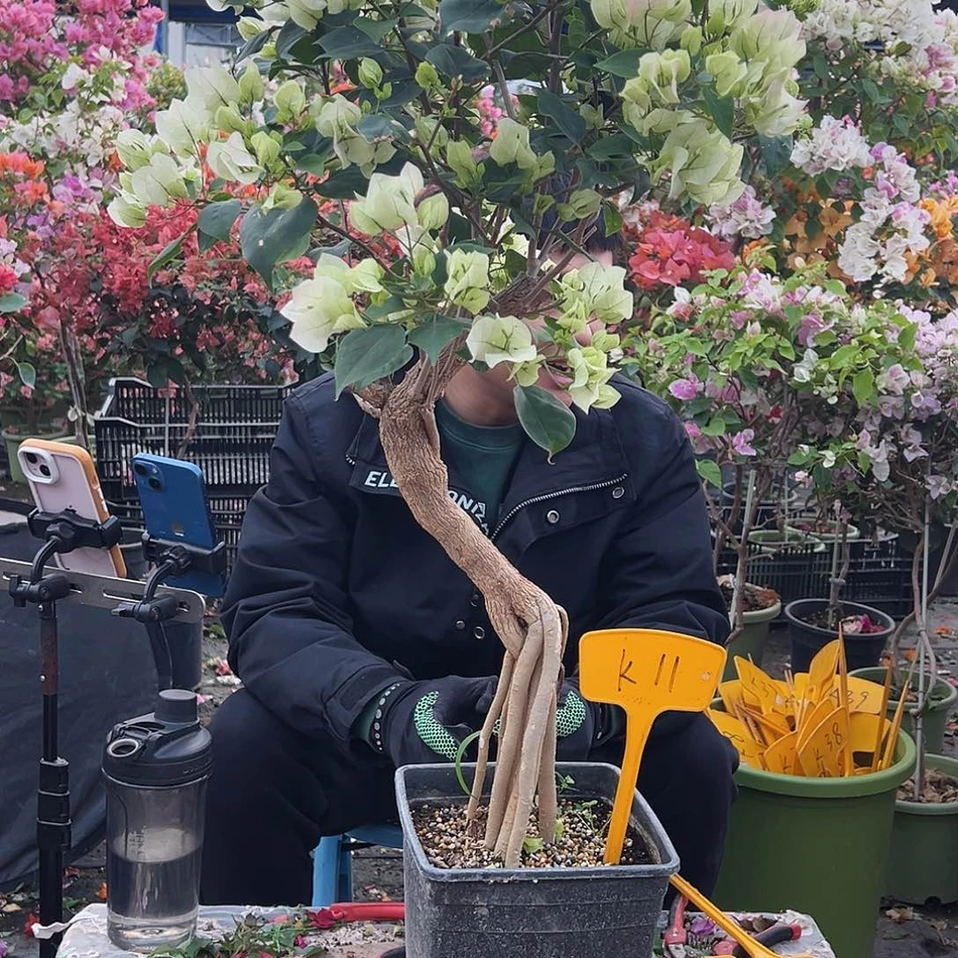 伊***见大部分花苞少量开放K11绿樱