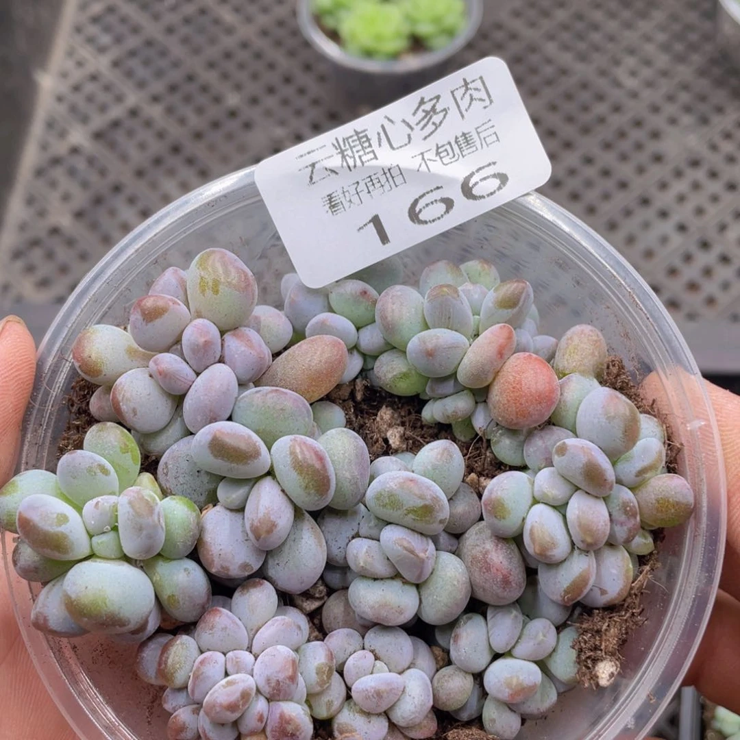 云糖心多肉植物166