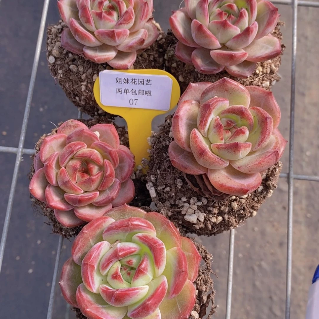 07-精品果冻夜魔侠单头一个