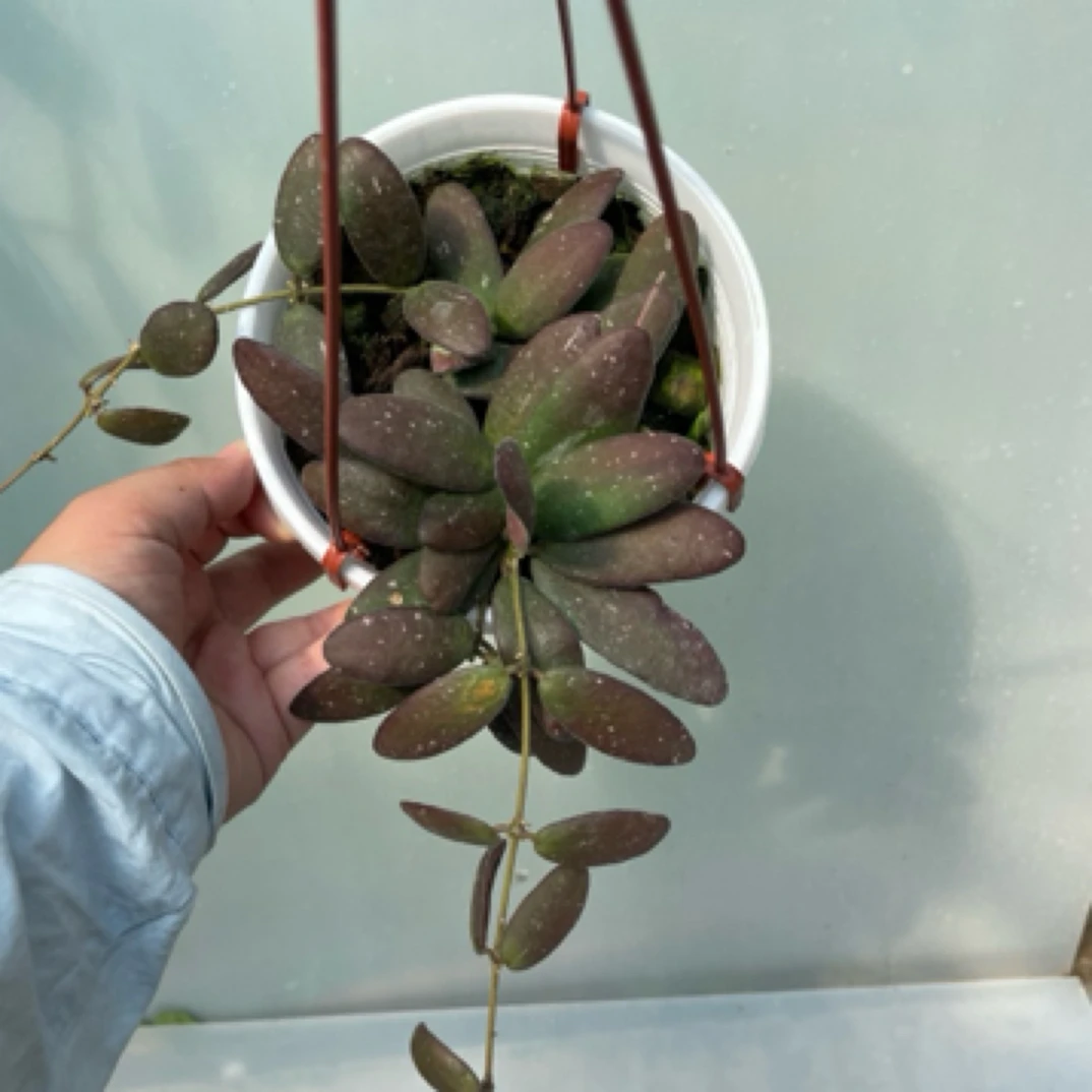 玉扣球兰 Hoya GPS7240 珍稀品种可爱小叶片阳台绿植懒人花卉