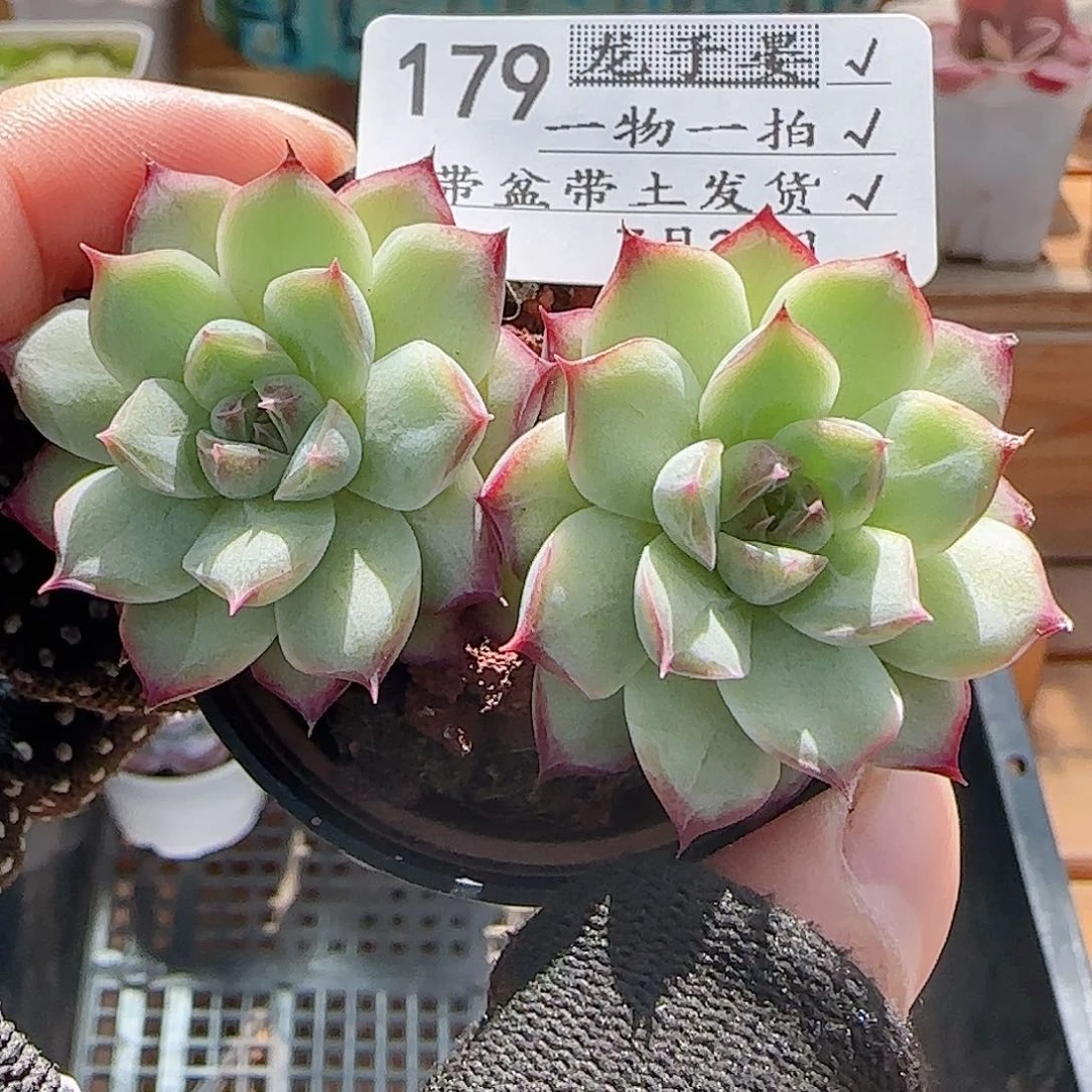 多肉0728-179女王玫瑰
