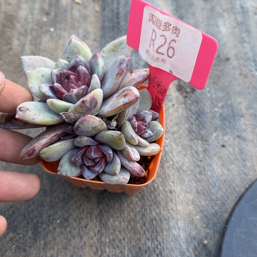 多肉植物，德国香槟三头老庄吴