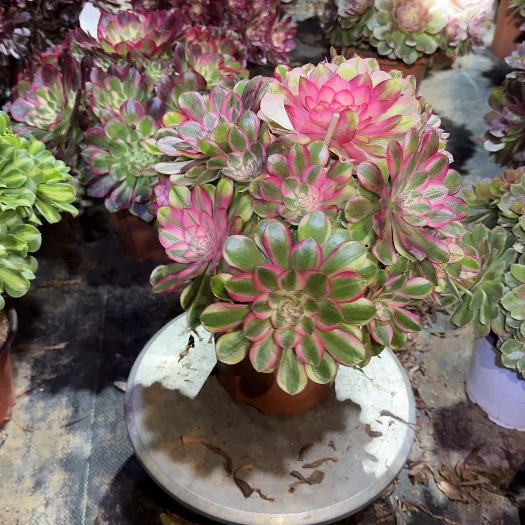 金***）多肉植物倾城变异597