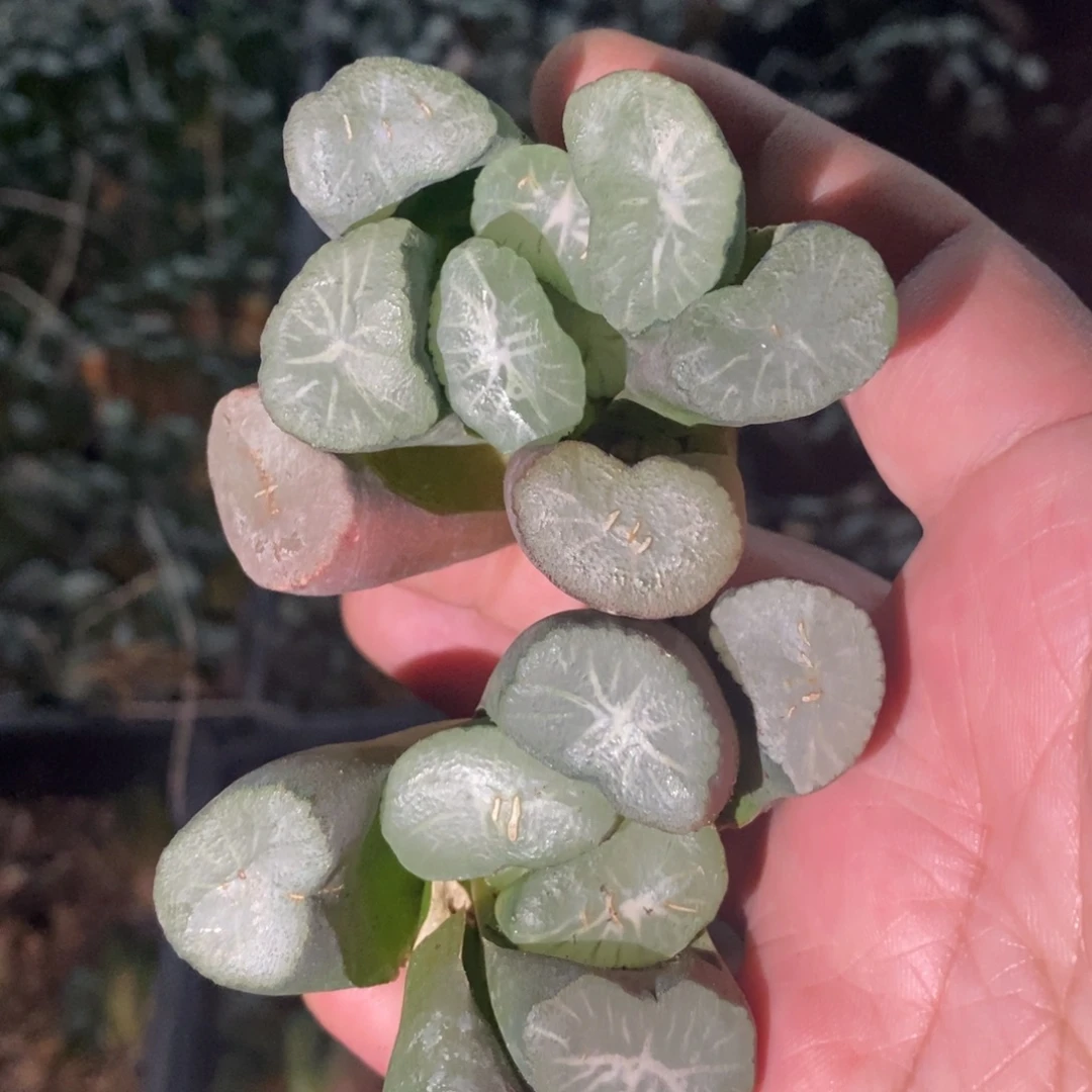 1523 一颗实生大万象 整点福利