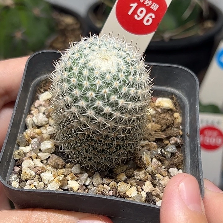 实生敷岛3.6cm一棵仙人球