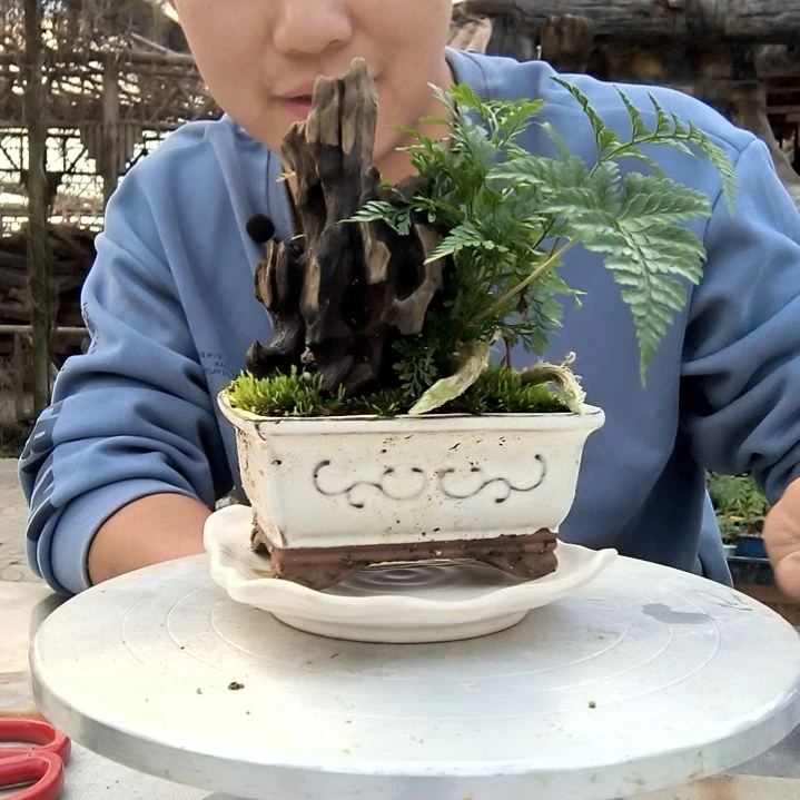 C*小盆景小植物一物一拍163